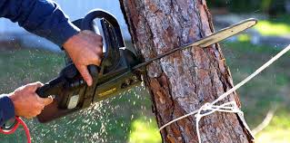 Best Stump Grinding and Removal  in Brodhead, WI