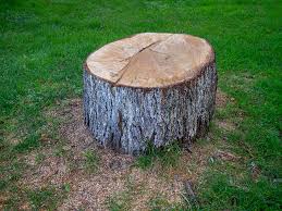 Best Tree Health Inspection  in Brodhead, WI
