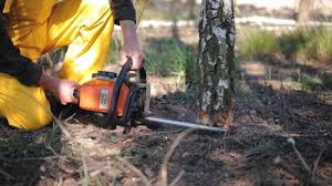 Best Lot and Land Clearing  in Brodhead, WI