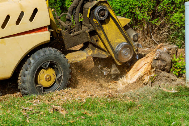 How Our Tree Care Process Works  in  Brodhead, WI