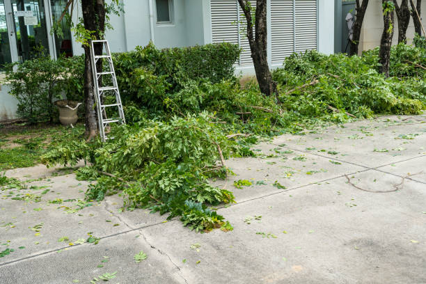 Professional Tree Services in Brodhead, WI