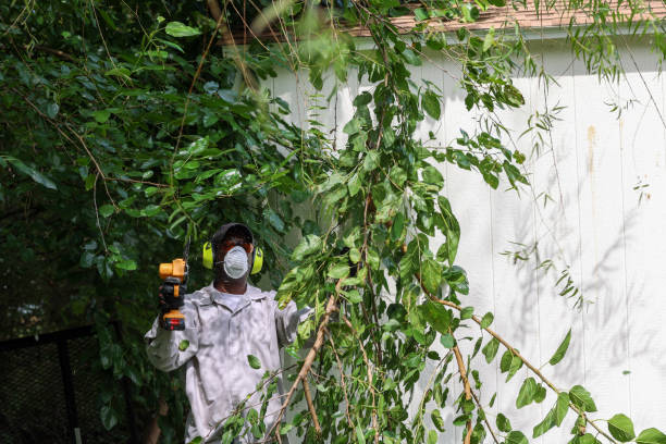 Best Arborist Consultation Services  in Brodhead, WI